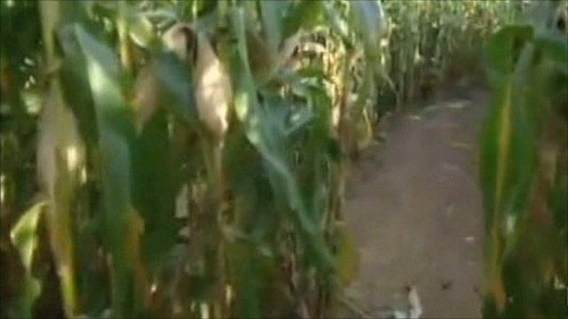 Connors Farm maze