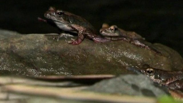 Sauteris frogs