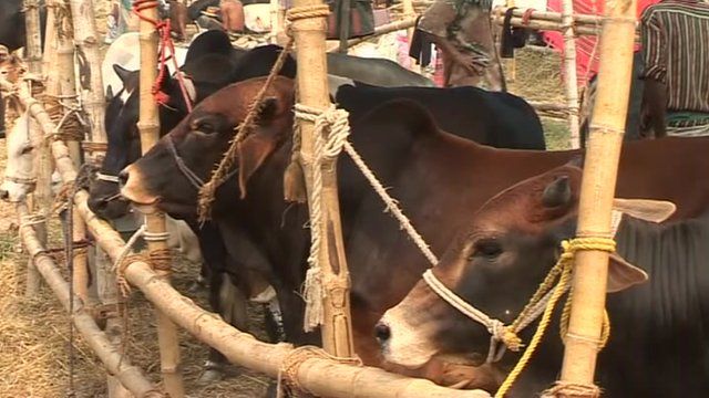 Eid ul-Adha helps Bangladesh farmers - BBC News