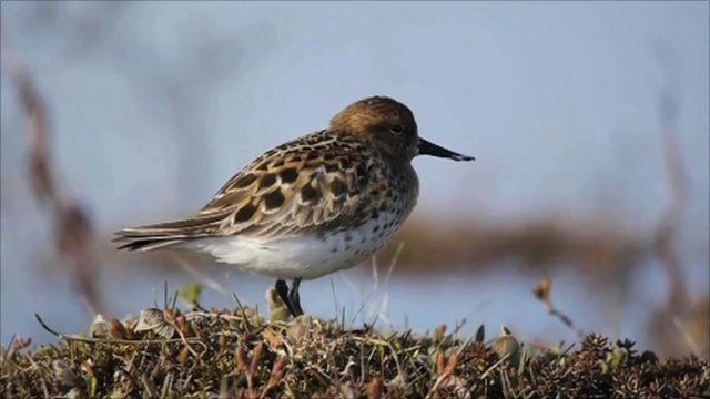 Spoon-billed sandpiper
