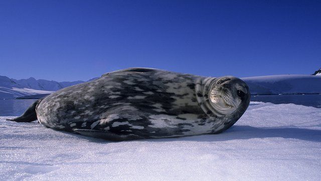 Weddell seal