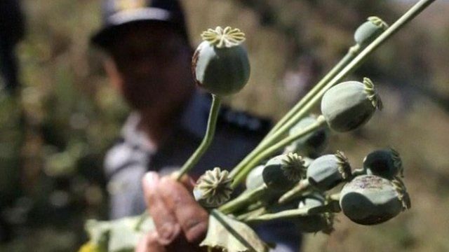 Image result for Poppy destroyed i