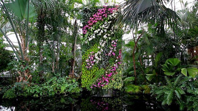 The vertical garden