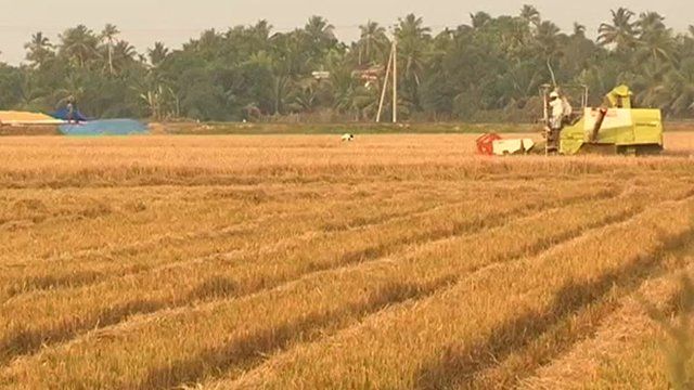 Grain fields being harvested in Kerala