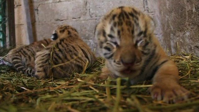 Baby tigers