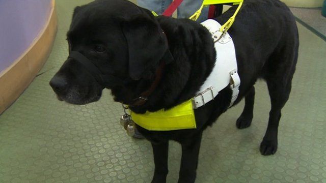 Guide dog