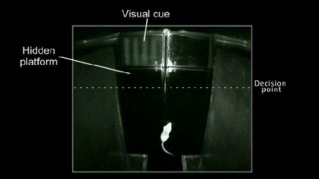 Mouse swimming in night maze