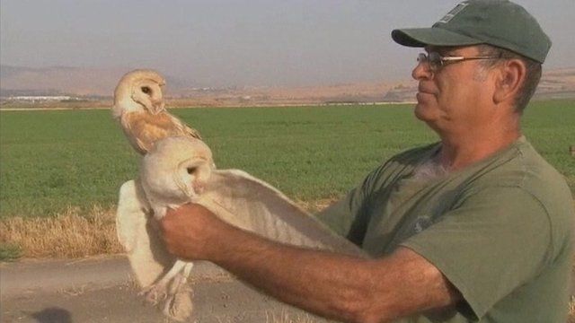 Barn owls
