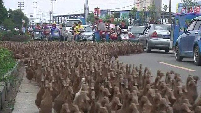 A Chinese farmer with his ducks