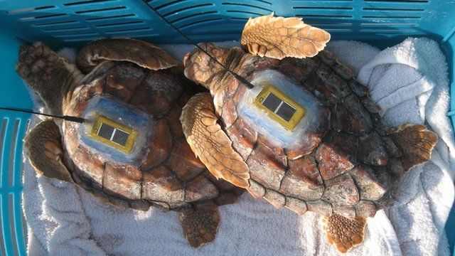 Tagged turtles
