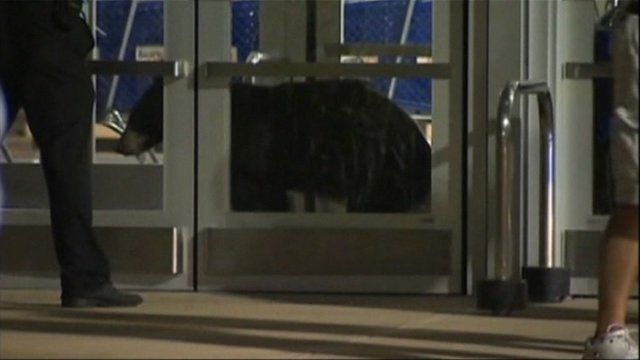 Bear stuck in store