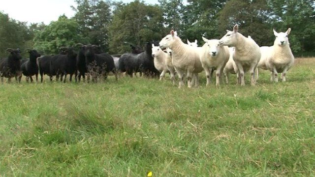Sheep in field traiing to race