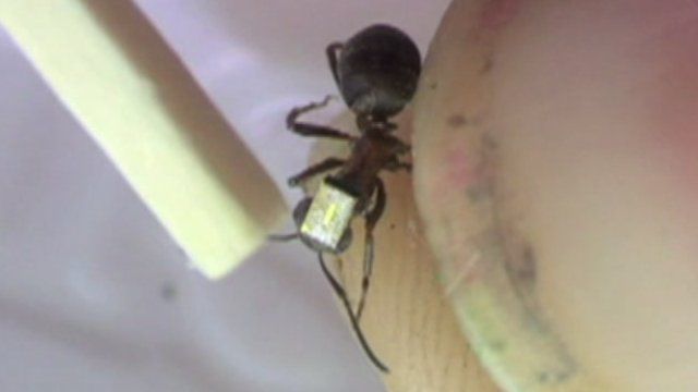 Radio-tagged ant