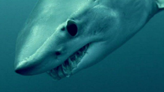 Mako shark