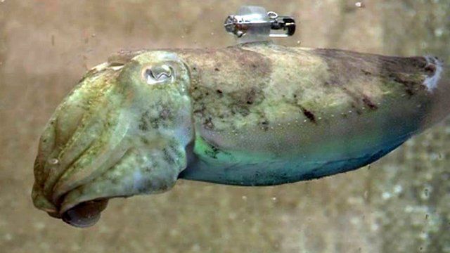 Cuttlefish