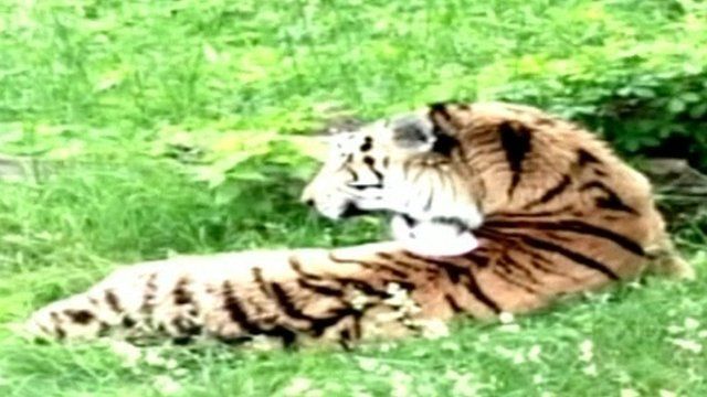 Tiger at Bronx Zoo