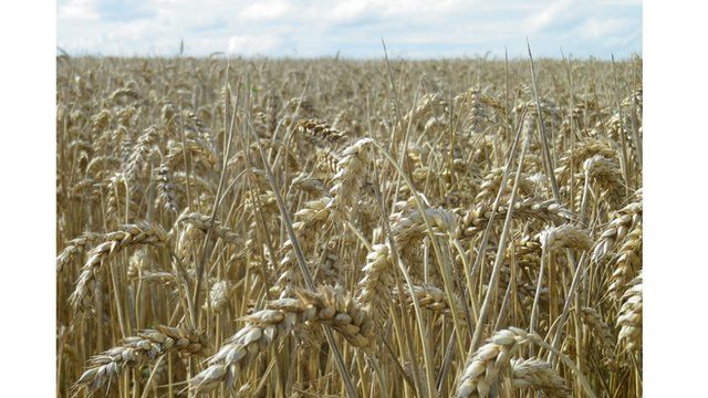 Wheat crop