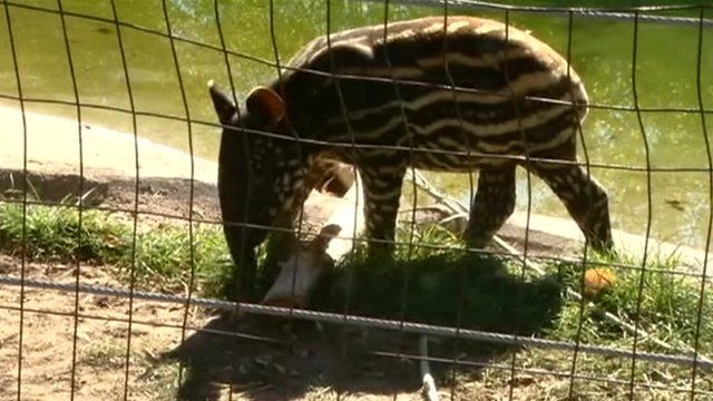 Tapir