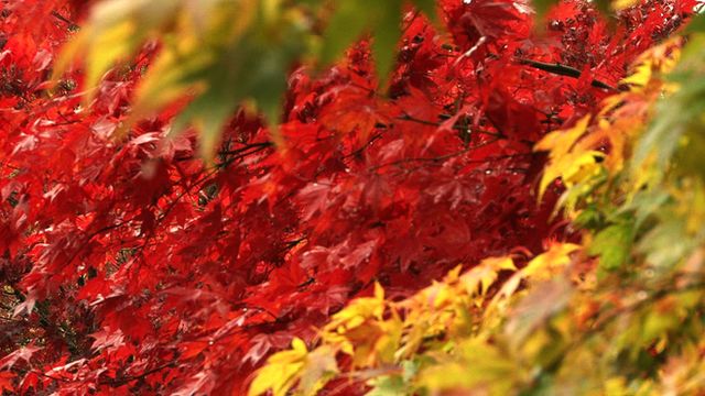 Autumn leaves