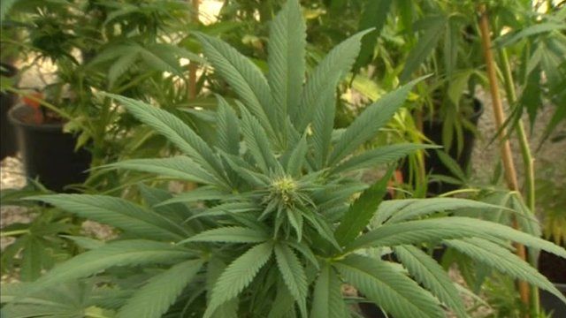 Cannabis plant