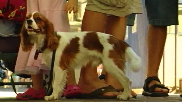 Dog