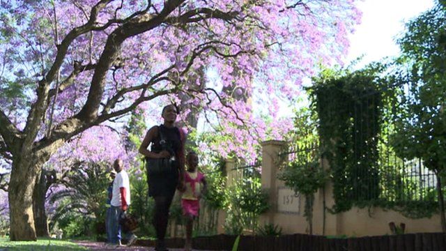People walking past jacaranda in park