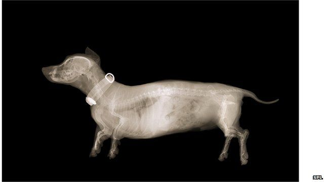 X-ray of a dachshund