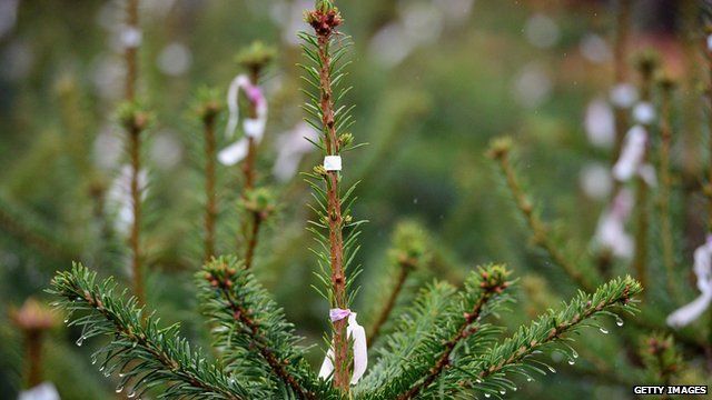 Christmas trees on a farm