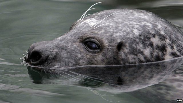 Grey Seal swimming