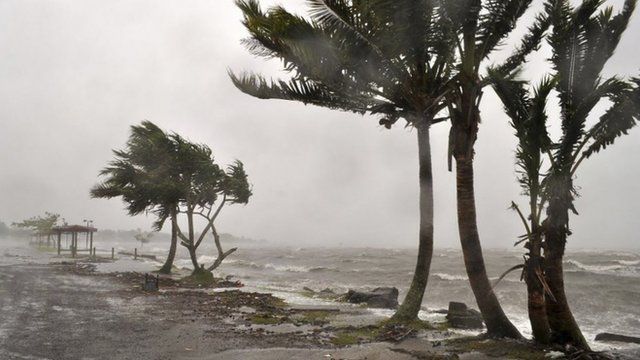 Wind lashing trees on coast