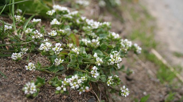 Danish scurvy grass