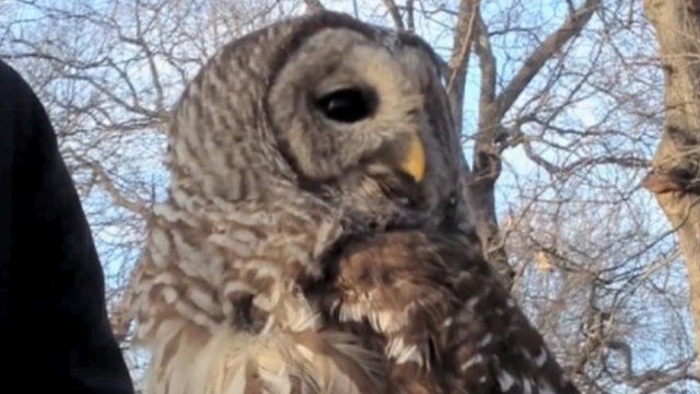 How does an owl turn its head 270 degrees? - BBC News