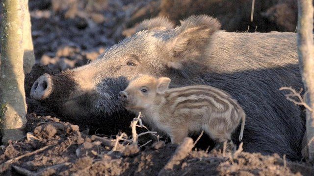 Wild boar