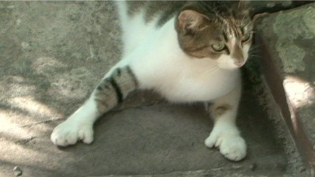 A cat in Ernest Hemingway's house