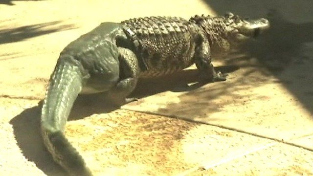 Mr Stubbs the alligator