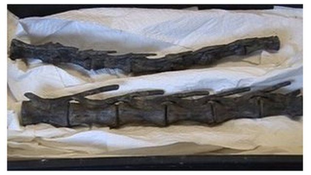 Valdosaurus bones