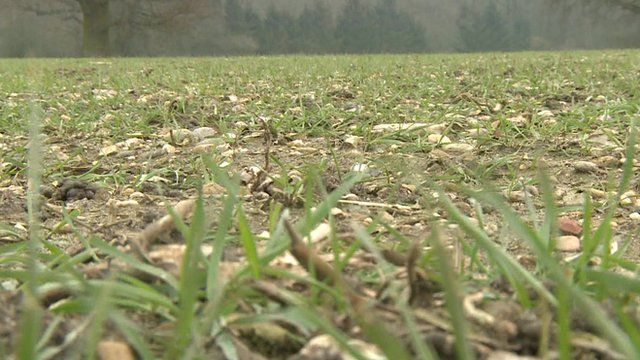 Stunted wheat crop in England
