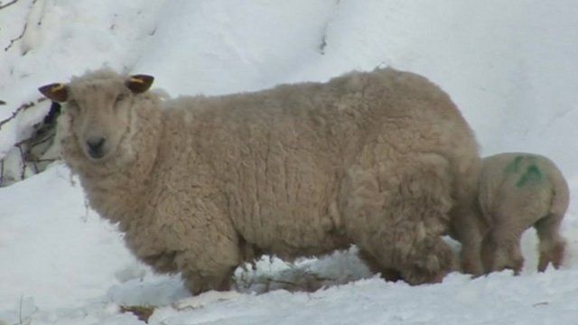 Sheep in the snow