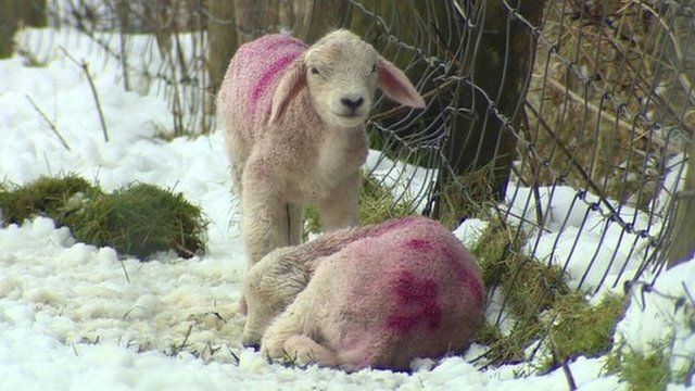 Sheep in the Glens of Antrim have been trying to take shelter from the biting cold