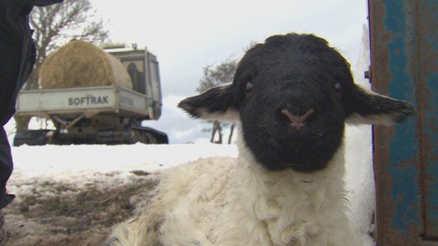 Lamb