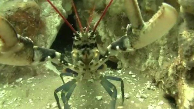 Lobster