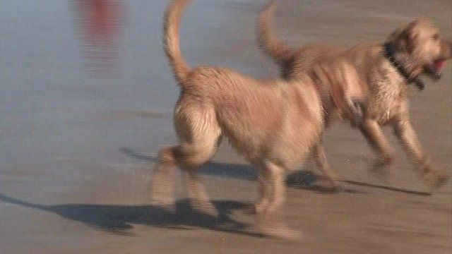 Dogs running on Portrush beach
