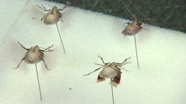 Stink bugs