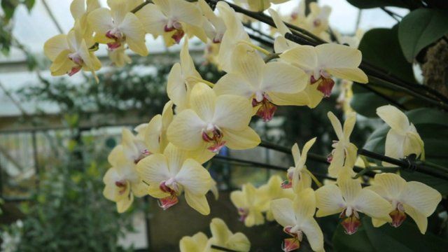 Orchids