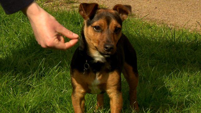 A dog after rescue by the RSPCA
