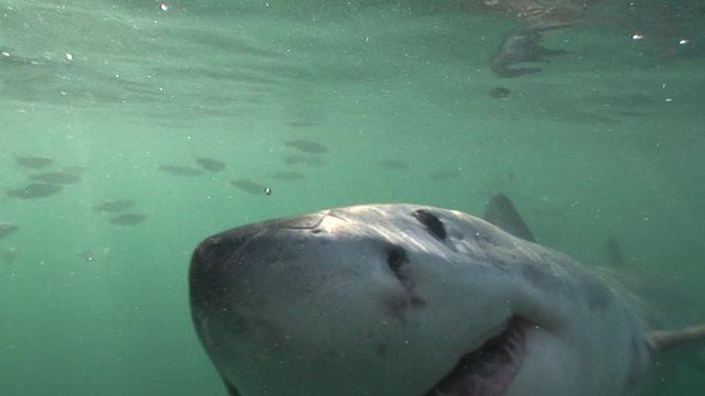Great White Shark