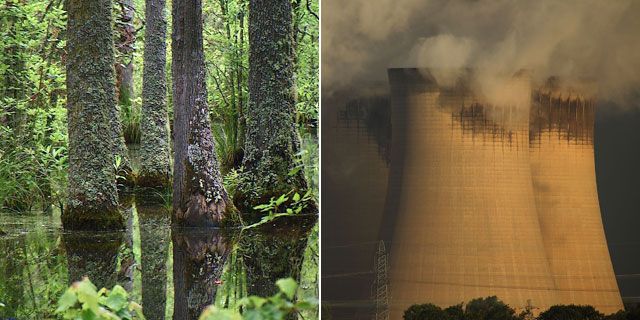Trees in the US and cooling towers at Drax power station in the UK