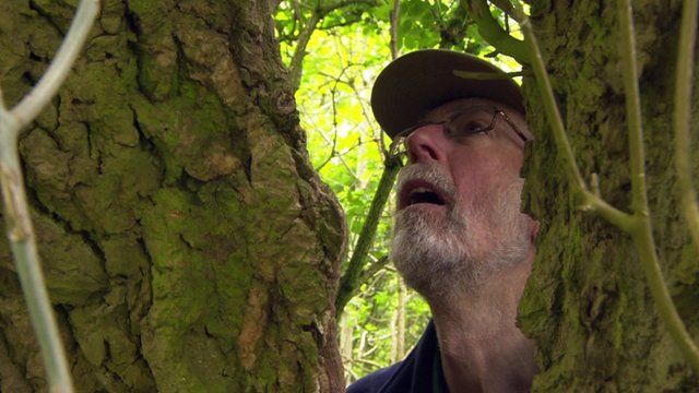 Steve the tree hunter