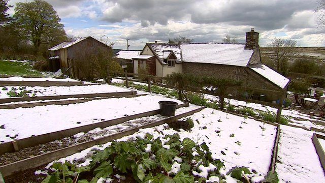 Snow on a vegetable patch