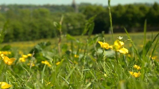 The field where the eco village would be built
